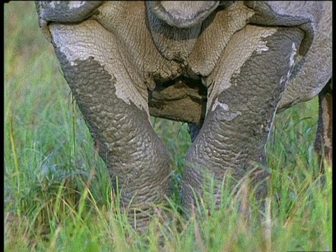 在卡兹兰加国家公园，将印度犀牛从腿到头倾斜起来视频下载