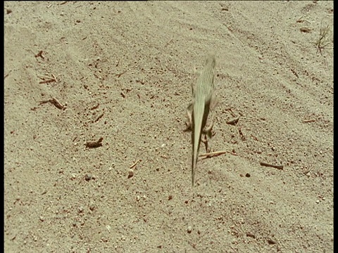 响尾蛇在干旱的沙漠中追逐蜥蜴视频素材