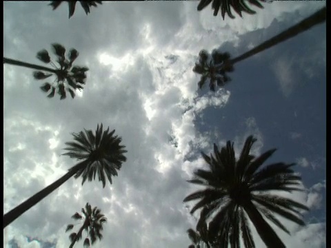 从汽车天窗往下看，棕榈树对着好莱坞多云的蓝天视频下载