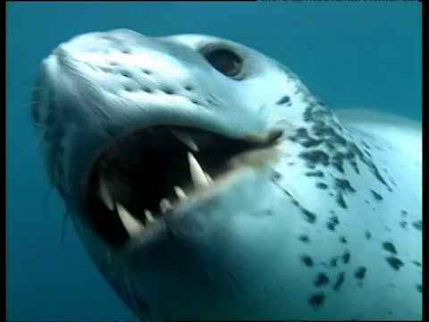 南极豹海豹在镜头前咬伤视频下载