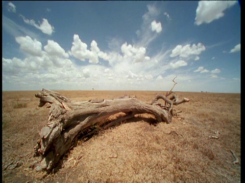 从白色到干燥的原木在前景中逐渐消失，蓬松的白云在非洲上空快速移动视频下载