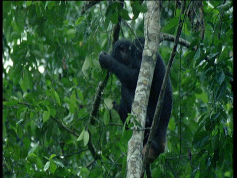 非洲，一只侏儒黑猩猩在树上折断树枝，盖住头部，然后枕在手臂上休息视频下载