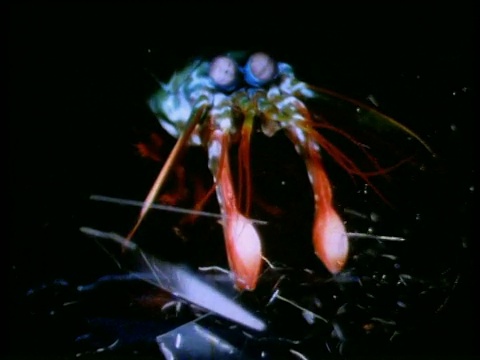 螳螂虾打破玻璃视频下载