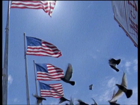 鸽子在纽约市一排美国国旗下飞翔视频素材