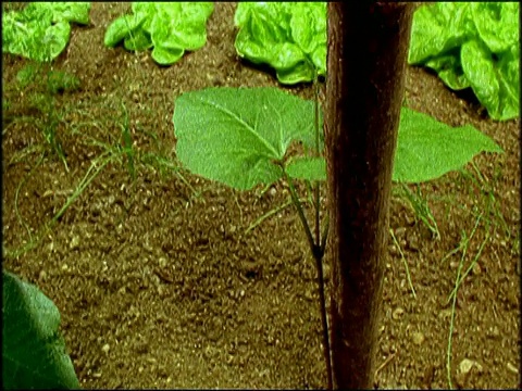 豆科植物芽长在豆杆叶侧，发育成生菜生长在后面视频素材