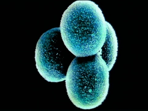 细胞分裂形成合子的图形视频下载