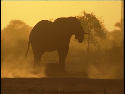 大象的剪影在傍晚的光线下饮水和泼水，犀牛踢起尘土跑过视频素材