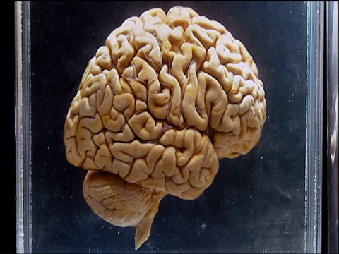 在透明显示装置中缩小人类大脑。视频下载
