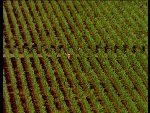 穿着粉红色裙子的水果采摘者在葡萄园里采摘葡萄。把镜头拉近，可以看到一排排郁郁葱葱的绿色藤蔓视频素材