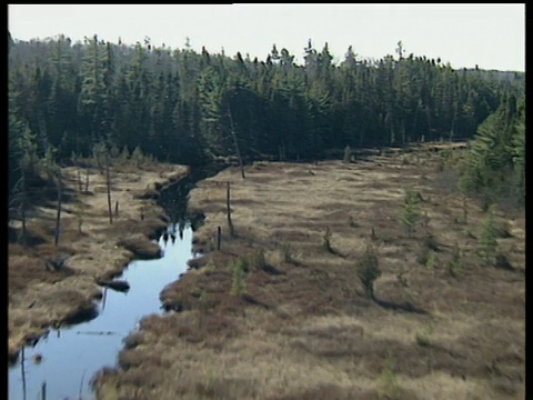 从直升机上追踪河两岸的河流和林地杉树视频素材