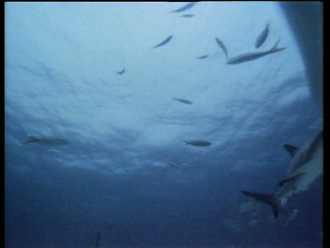 一群灰色的礁鲨在蓝色的珊瑚海中游动，有些游向并推着相机。视频下载