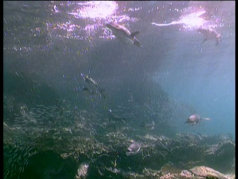 洪堡企鹅游泳后，捕捉鱼群视频素材