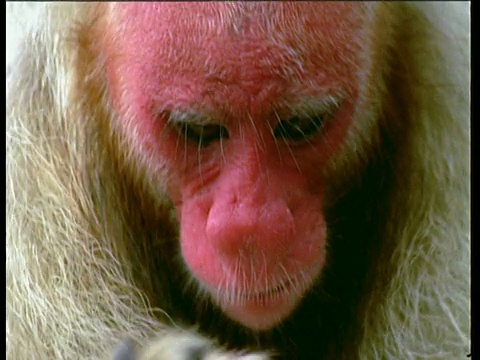在洪水淹没的森林里，一只红脸白猴在吃水果视频下载