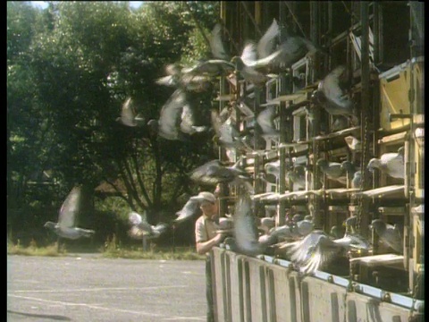 一群赛跑的鸽子从笼子里放了出来视频素材