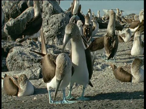 蓝脚鲣鸟求爱，包括交配视频素材