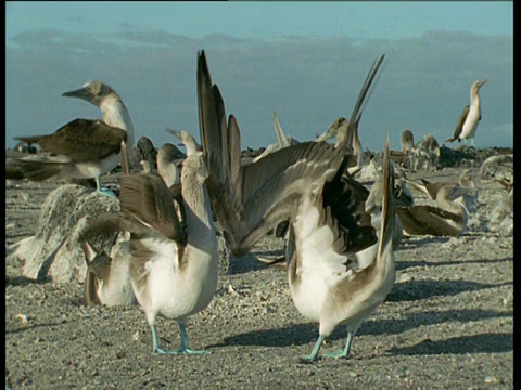 蓝脚鲣鸟挥舞着它们的蓝脚，跳着求偶舞视频素材