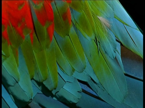 摘要，红绿相间的金刚鹦鹉的羽毛非常鲜艳视频下载
