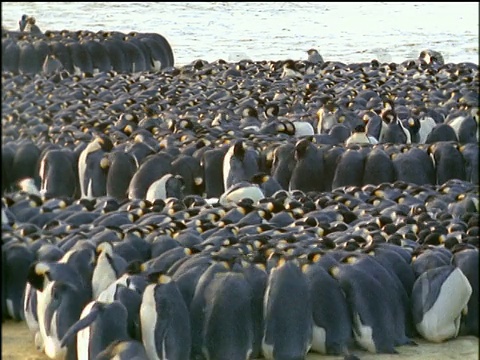 帝企鹅挤在一起，旋转到中间以在寒冷的气候中保持温暖视频下载