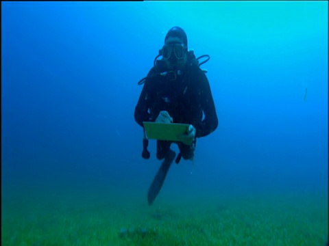 海洋学家穿着潜水衣，在海草丛中游泳，拿着剪报板，朝着照相机前进视频下载