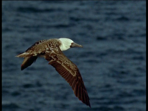 蓝脚鲣鸟飞过大海视频素材