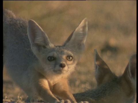 瘦削的Kit狐狸，有着大大的尖耳朵，在黄色的阳光下打呵欠，伸懒腰视频下载
