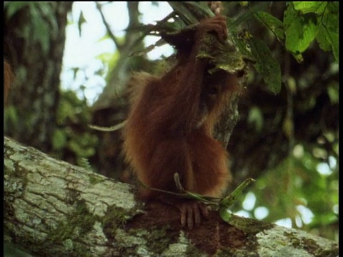 幼猩猩坐在树枝上玩树叶。戴在头上，好像它是一顶帽子!视频下载