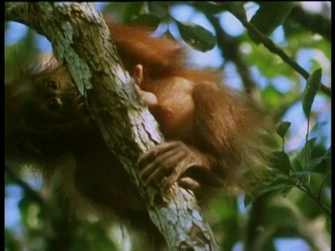 大眼睛胖肚子的幼年猩猩慢慢地小心地爬下树枝视频下载