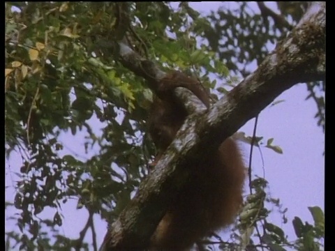幼年猩猩一边坐在摇摆的树枝上吃坚果。叶子在后台视频下载