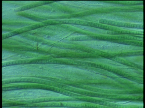 在显微镜下看到的长缕绿色丝状水绵藻类。视频下载