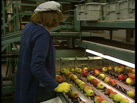 工厂工人将不合格的苹果从传送带上移到机器上视频素材