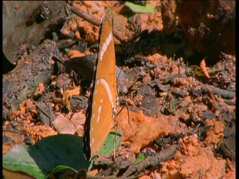 橙色森林蝴蝶在矿物舔。视频下载