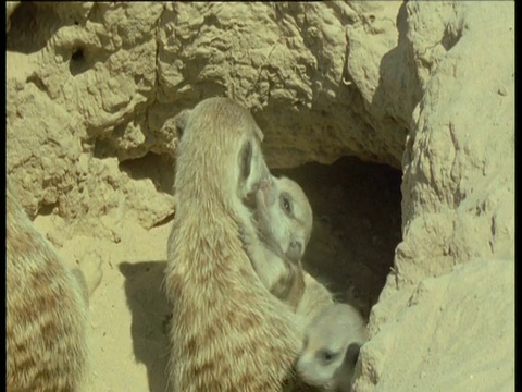 猫鼬宝宝和它们的父母在它们的窝外面视频素材