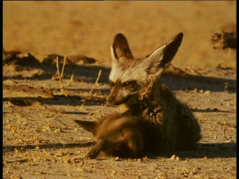 大耳朵狐狸躺在幼崽的包围下视频下载