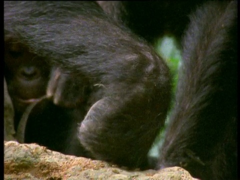 贡贝国家公园，一只黑猩猩用树枝吃白蚁视频下载