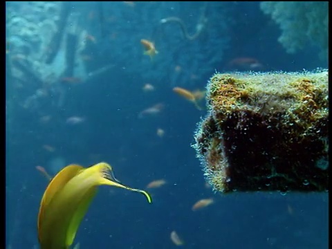 亮绿色的鱼向后游进一个被绿藻覆盖的敞开的管道里视频下载