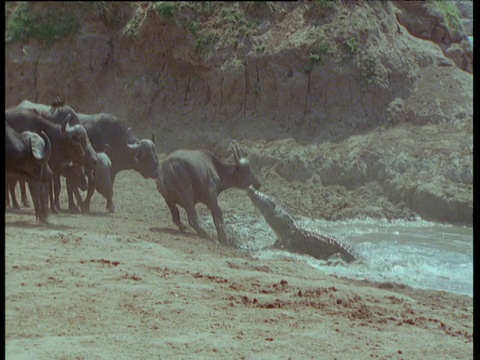 尼罗河鳄鱼掐住了野牛的喉咙，其他的野牛看着它们挣扎视频下载