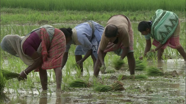几个农民在稻田里种植水稻。高清。视频下载