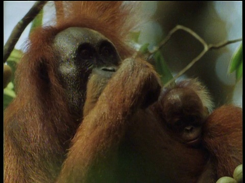雌性猩猩的头吃视频下载