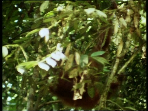 猩猩在树上荡来荡去视频下载