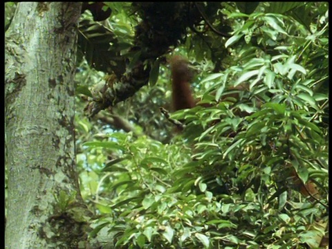 雌性猩猩从树干上爬下来视频下载