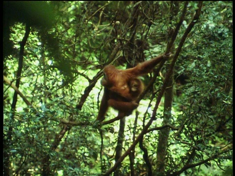 雌性猩猩带着宝宝爬过森林视频下载