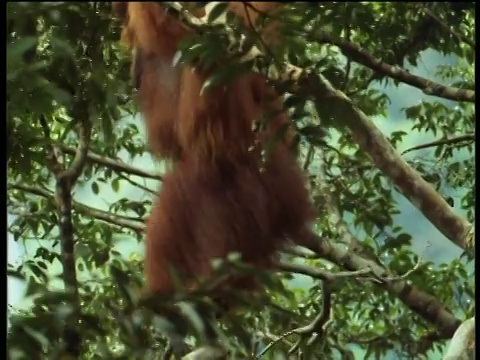 雄性猩猩在树间穿梭视频下载