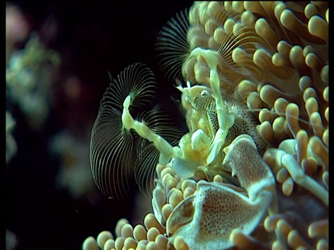 瓷蟹从海葵内部用羽毛状的手臂收集浮游生物视频素材