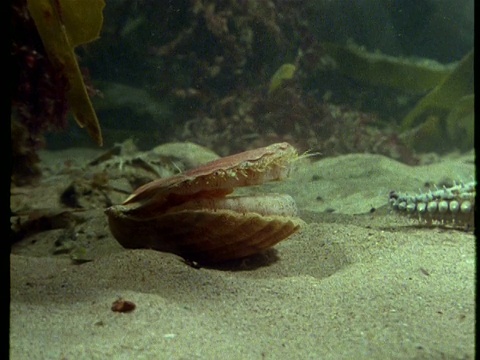 栖息在海底的大扇贝突然拍打它的瓣膜，在一阵沙流中腾空而起，游到看不见的地方视频下载