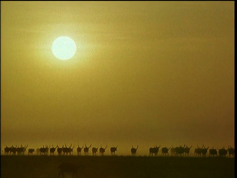一排亚洲牛在金色的夕阳下行走在沙漠中视频下载