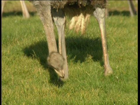 吃草的鸵鸟翘起身子，鸵鸟站起来张开嘴，环顾英国农场视频素材