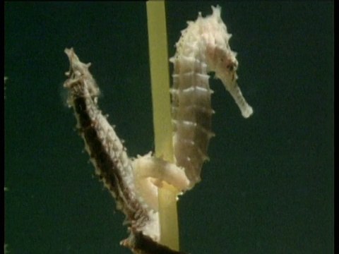 一对海马缠绕尾巴交配，印度尼西亚视频下载