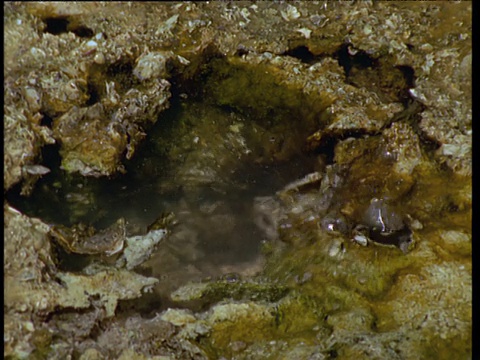 新西兰威曼古火山谷，冒着气泡的火山泉水，里面长满了海藻视频下载