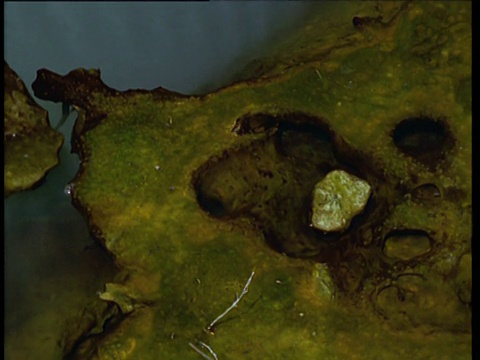 潘从灰色的火山池到海藻垫池边缘，威曼古火山谷，新西兰视频下载