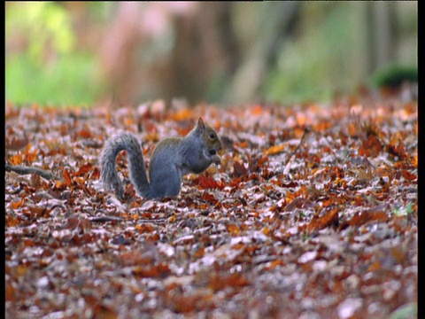 英国迪恩森林，灰松鼠发现山毛榉桅杆，然后带着它跑掉了视频素材